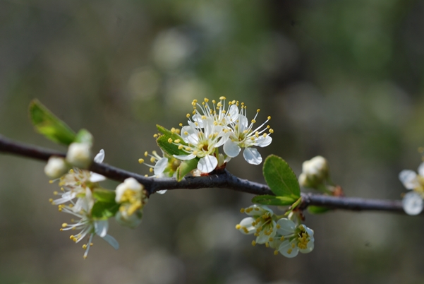 {Prunus angustifolia}
